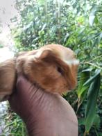 Jonge cavia beertjes, Juli, Mannelijk, Cavia