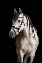 Liefste Allround spanjaard te koop, Dieren en Toebehoren, Paarden, Gechipt, Ruin, 160 tot 165 cm, 11 jaar of ouder