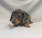 Teckel pups, Dieren en Toebehoren, Parvo, Nederland, 8 tot 15 weken, Korthaar