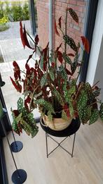 Begonia maculata / stippenplant goed gewortelde stekken, Huis en Inrichting, Kamerplanten, Ophalen of Verzenden, Overige soorten