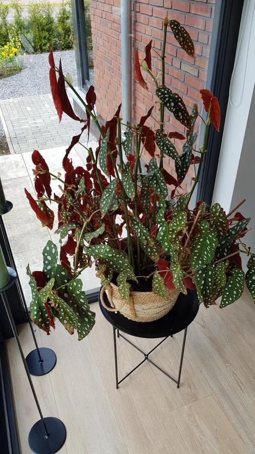 Begonia maculata / stippenplant goed gewortelde stekken, Huis en Inrichting, Kamerplanten, Overige soorten, Minder dan 100 cm