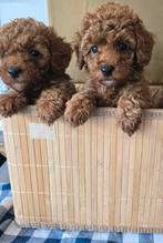 Prachtige toy poedel pups, Dieren en Toebehoren, Honden | Chihuahua's en Gezelschapshonden, Poedel, Parvo, 8 tot 15 weken, Meerdere