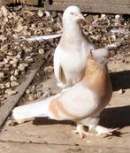 Takla duıven oyun kuşu, Dieren en Toebehoren, Vogels | Duiven