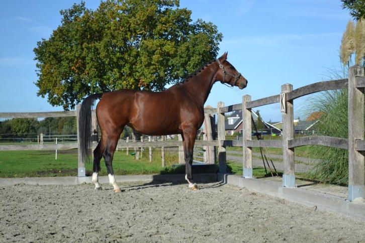 Prachtig dressuurpaard, Dieren en Toebehoren, Paarden, Merrie, Onbeleerd, 165 tot 170 cm, 3 tot 6 jaar, Dressuurpaard, Met stamboom