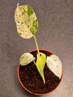 Monstera White Monster, Ophalen of Verzenden, Halfschaduw, Minder dan 100 cm