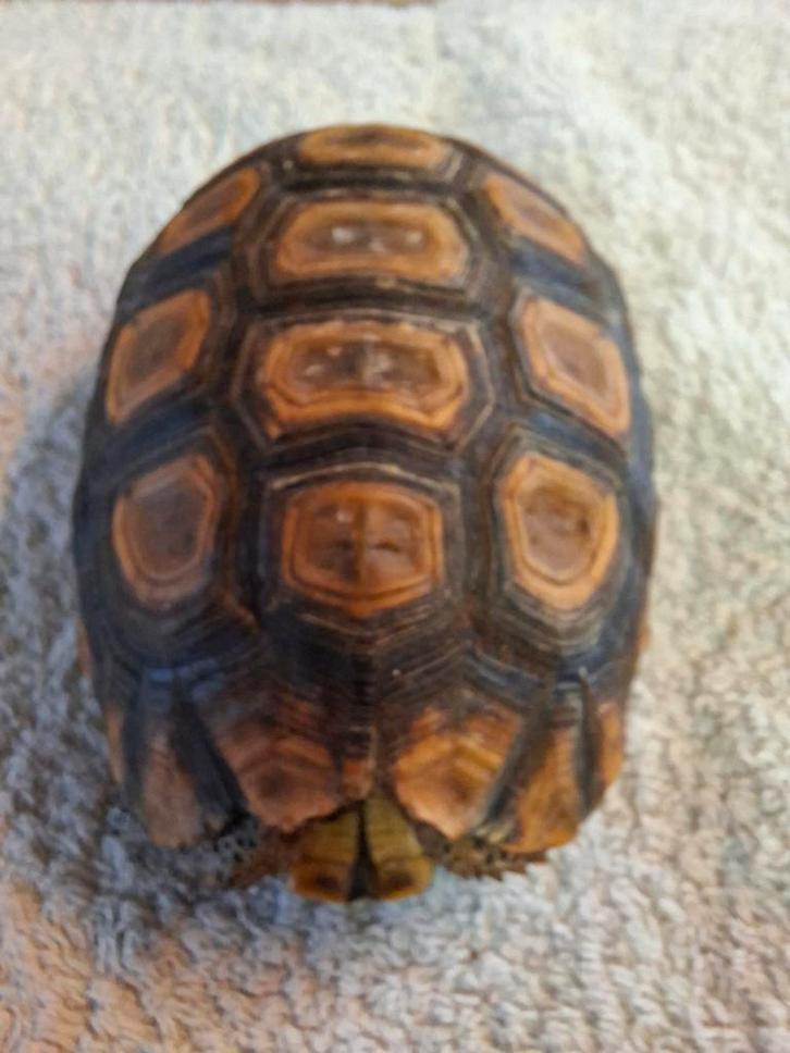 Kinixys Belliana Belliana