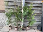 Plantgoed, Thuja exselsa, haagconifeer, Ophalen, Conifeer, Haag, Minder dan 100 cm