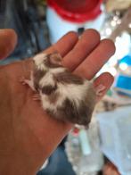Lieve kleurmuisjes te koop in pelt!!, Dieren en Toebehoren, Juni, Muis, Meerdere dieren, Tam