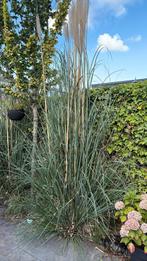 2 palmen, Tuin en Terras, Planten | Tuinplanten, Overige soorten, Volle zon, Vaste plant, Ophalen of Verzenden