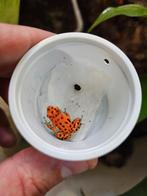 Oophaga pumilio bastimentos RFB vrouwen en mannen !, Dieren en Toebehoren, Reptielen en Amfibieën, Amfibie, 0 tot 2 jaar
