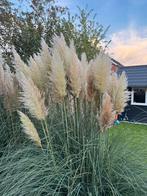 Pampaspluimen, pampas pluim, pluimen, Tuin en Terras, Planten | Tuinplanten, Ophalen, Eenjarig, Groenteplanten, Volle zon