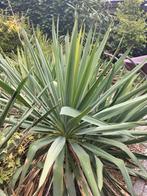 Yucca Planten - Winterhard en Exotisch, Tuin en Terras, Planten | Tuinplanten, Ophalen, Vaste plant, Siergrassen, Volle zon