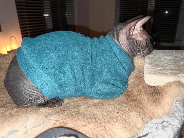 Warme trui Kattenkleding Sphynx Kitten Rex Naaktkat Handmade, Dieren en Toebehoren, Katten-accessoires, Nieuw, Ophalen of Verzenden