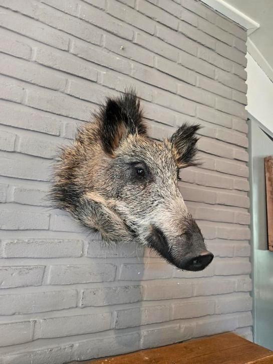 Opgezette zwijnenkop, Verzamelen, Dierenverzamelingen, Zo goed als nieuw, Opgezet dier, Ophalen of Verzenden