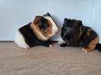 2 cavia beertjes, Januari, Mannelijk, Cavia