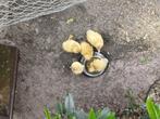 Loopeenden, Dieren en Toebehoren, Pluimvee, Meerdere dieren, Eend