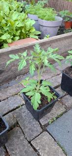 mini tros tomatenplantjes, Ophalen, Volle zon, Groenteplanten, Eenjarig