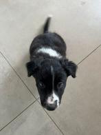 LAATSTE PUP // Border collie pups van de boerderij BELGIE, Dieren en Toebehoren, Honden | Herdershonden en Veedrijvers, België