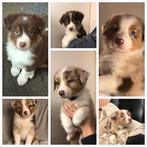 Australian Shepherd pups, 8 tot 15 weken, Meerdere, Meerdere dieren, Herder