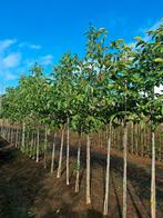 Juglans regia (Walnotenboom)🌿, Tuin en Terras, Planten | Bomen, Ophalen, Volle zon, Overige soorten