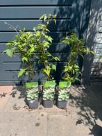Clematis wit, Tuin en Terras, Planten | Tuinplanten, Ophalen, Zomer, Overige soorten, Volle zon