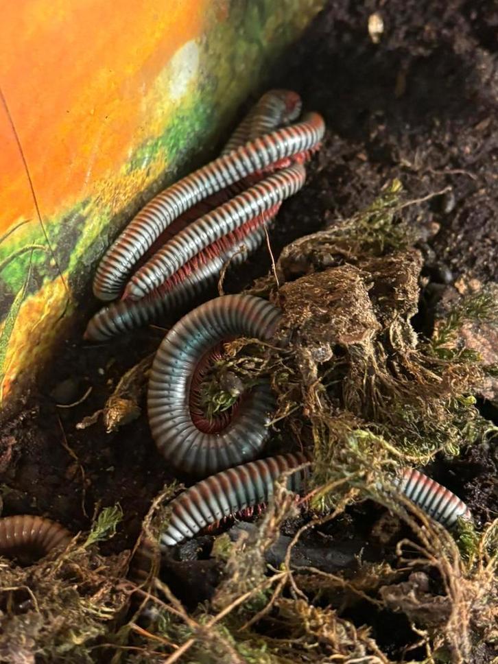 Regenboog Miljoen poot, Dieren en Toebehoren, Reptielen en Amfibieën, Overige soorten, 0 tot 2 jaar