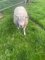 Dekram schapenram, Dieren en Toebehoren, Schapen, Geiten en Varkens, Mannelijk, Schaap
