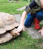 Iets inieks! Super tamme volwassen sulcata 40 kg schildpad️, Maart, Meerdere dieren