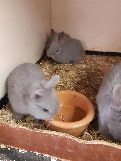 Jonge raszuivere Dwerg konijntjes, Dieren en Toebehoren, Konijnen, Dwerg, Meerdere dieren