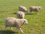Prachtige dekrammen en fokooien. Zwoegervrij, Dieren en Toebehoren, Schapen, Geiten en Varkens, Mannelijk, Schaap, 0 tot 2 jaar