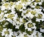 Viburnum summer snowflake-mooie vorm-lange bloei! bijenplant, Ophalen of Verzenden