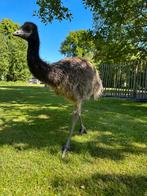 Emoe 2 emoes hand tam, Dieren en Toebehoren, Pluimvee, Geslacht onbekend, Overige soorten