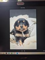 Mooie boulab/benner senner pups, Dieren en Toebehoren, Overige rassen, 8 tot 15 weken, Meerdere, Meerdere dieren