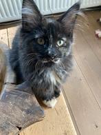 Bijzondere maine coon kittens, Meerdere dieren, Ontwormd, 0 tot 2 jaar