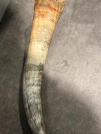 hoorn, Ophalen of Verzenden, Mineraal