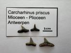 Set Carcharinus priscus (9), Verzamelen, Mineralen en Fossielen, Ophalen of Verzenden, Fossiel