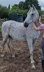 Leuke D-Pony te koop, Dieren en Toebehoren, Pony's, Ruin