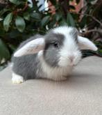 Jonge baby NHD konijnen, Dieren en Toebehoren, Konijnen, Meerdere dieren, Dwerg