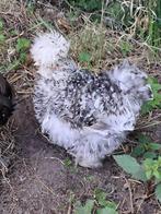 Usa zijdehoen zwart motteld broedeitjes, Meerdere dieren, Kip