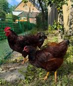 Rhode Island Red kuikens, Dieren en Toebehoren, Pluimvee, Geslacht onbekend, Kip