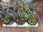 Zwart Gras - Ophiopogon planiscapus 'Nigrescens', Ophalen, Vaste plant, Siergrassen, Halfschaduw