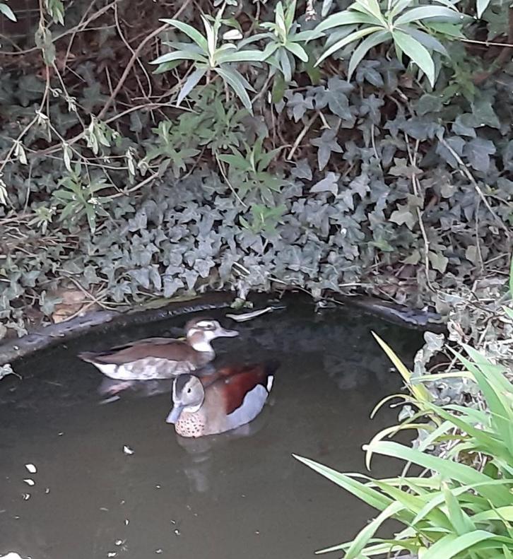 Diverse soorten sier EENDEN + GANZEN zie advertentie!, Dieren en Toebehoren, Vogels | Overige Vogels, Meerdere dieren