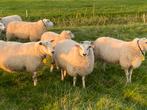 Noordhollander fokooien, Dieren en Toebehoren, Schapen, Geiten en Varkens, Vrouwelijk, Schaap