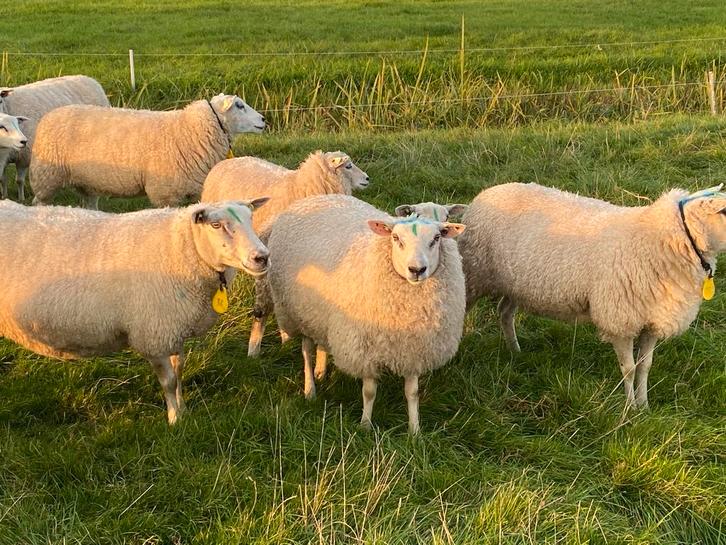 Noordhollander fokooien, Dieren en Toebehoren, Schapen, Geiten en Varkens, Schaap, Vrouwelijk