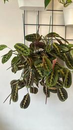 Mooie stekken van maranta tricolor, Ophalen, Overige soorten, Minder dan 100 cm
