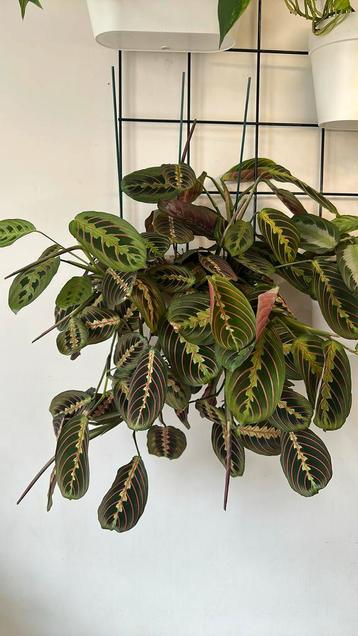 Mooie stekken van maranta tricolor beschikbaar voor biedingen