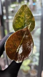 Alocasia Cuprea Gold Variegata, Ophalen of Verzenden, Halfschaduw, Minder dan 100 cm