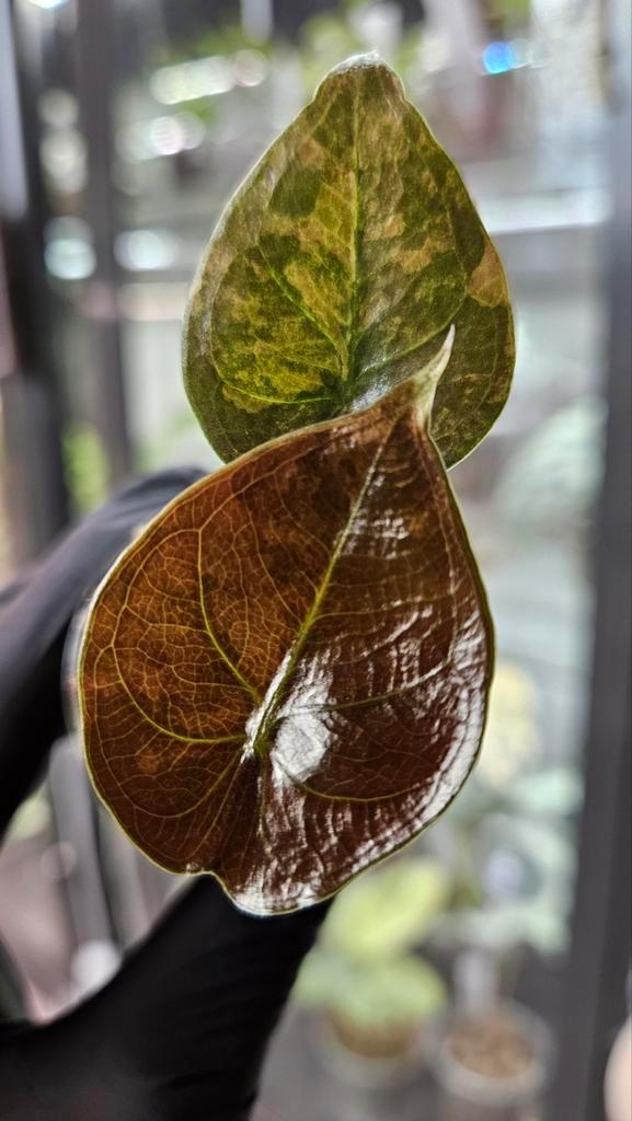 Alocasia Cuprea Gold Variegata, Huis en Inrichting, Kamerplanten, Minder dan 100 cm, Halfschaduw, Ophalen of Verzenden