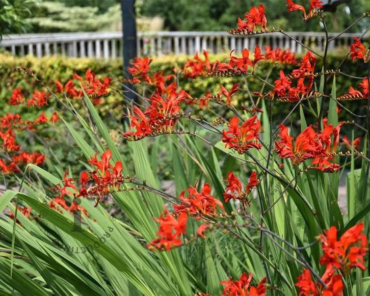 Zaden Crocosmia Lucifer, Tuin en Terras, Bloembollen en Zaden, Volle zon, Verzenden