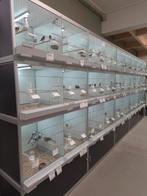 Ruime keuze tropische vogels en europese cultuurvogels, Dieren en Toebehoren, Vogels | Overige Vogels, Meerdere dieren, Tropenvogel